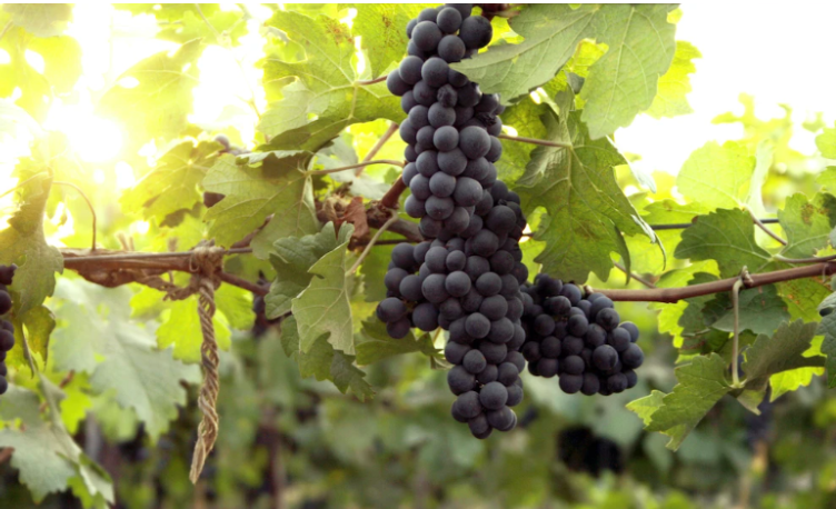 Winemaking at Sula Vineyards
