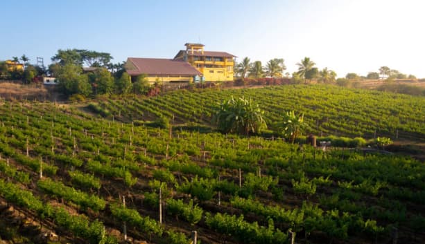 Vallone Vineyards Vallone Vineyards